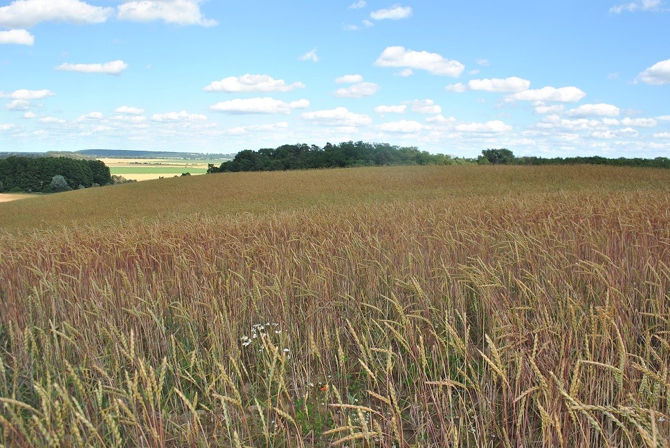 Rośliny
