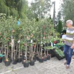 Stoiska ogrodnicze rośliny ozdobneoiska-ogrodnicze-rośliny-ozdobne