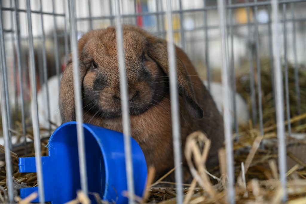 XXV Kaszubska Jesień Rolnicza 2023