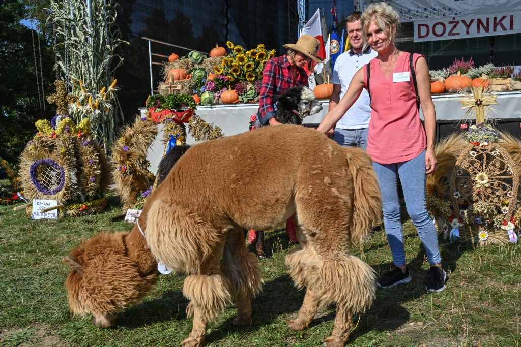 Rozstrzygnięcie konkursu Miss Alpaka
