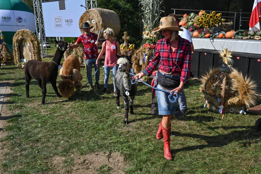 Rozstrzygnięcie konkursu Miss Alpaka